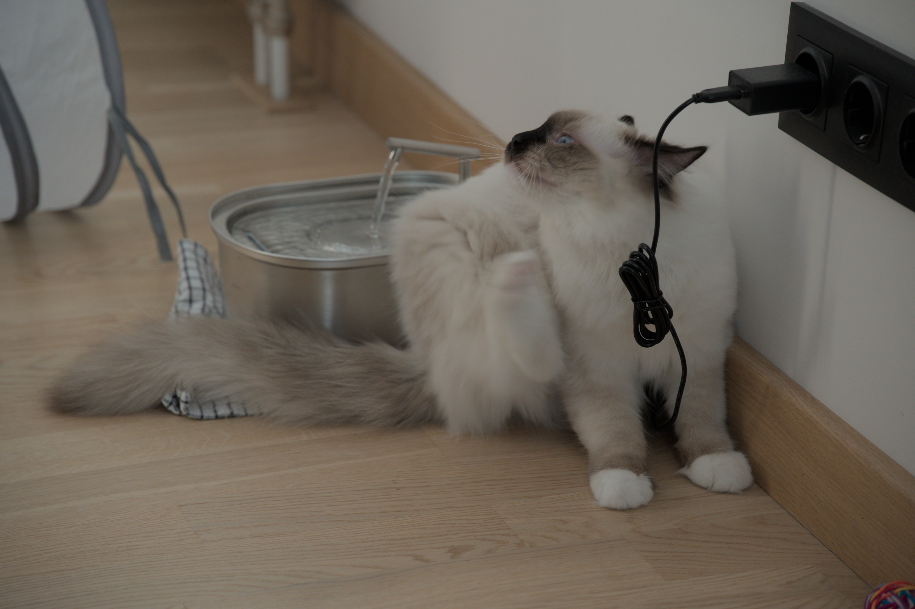 2025/10/12 - cats/DSC_0074.jpg